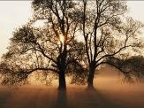 Two trees at sunrise